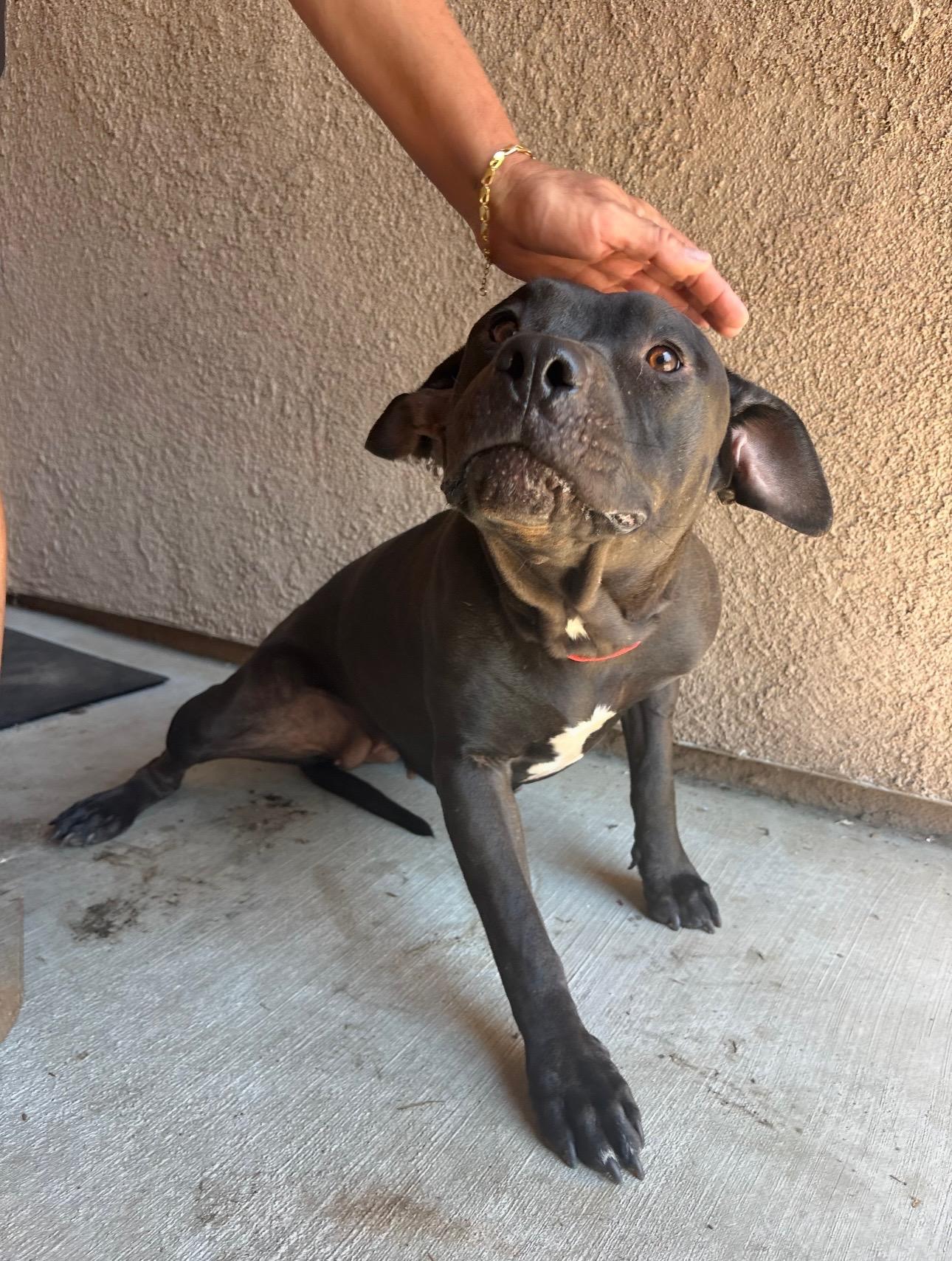 Enlarge LOUISE, a Adoptable Pit Bull Terrier in Portland , OR image 2/3