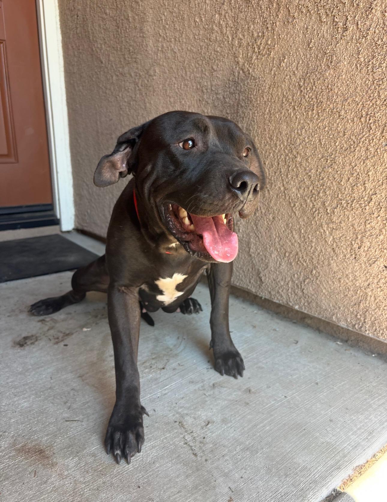 Enlarge LOUISE, a Adoptable Pit Bull Terrier in Portland , OR image 3/3