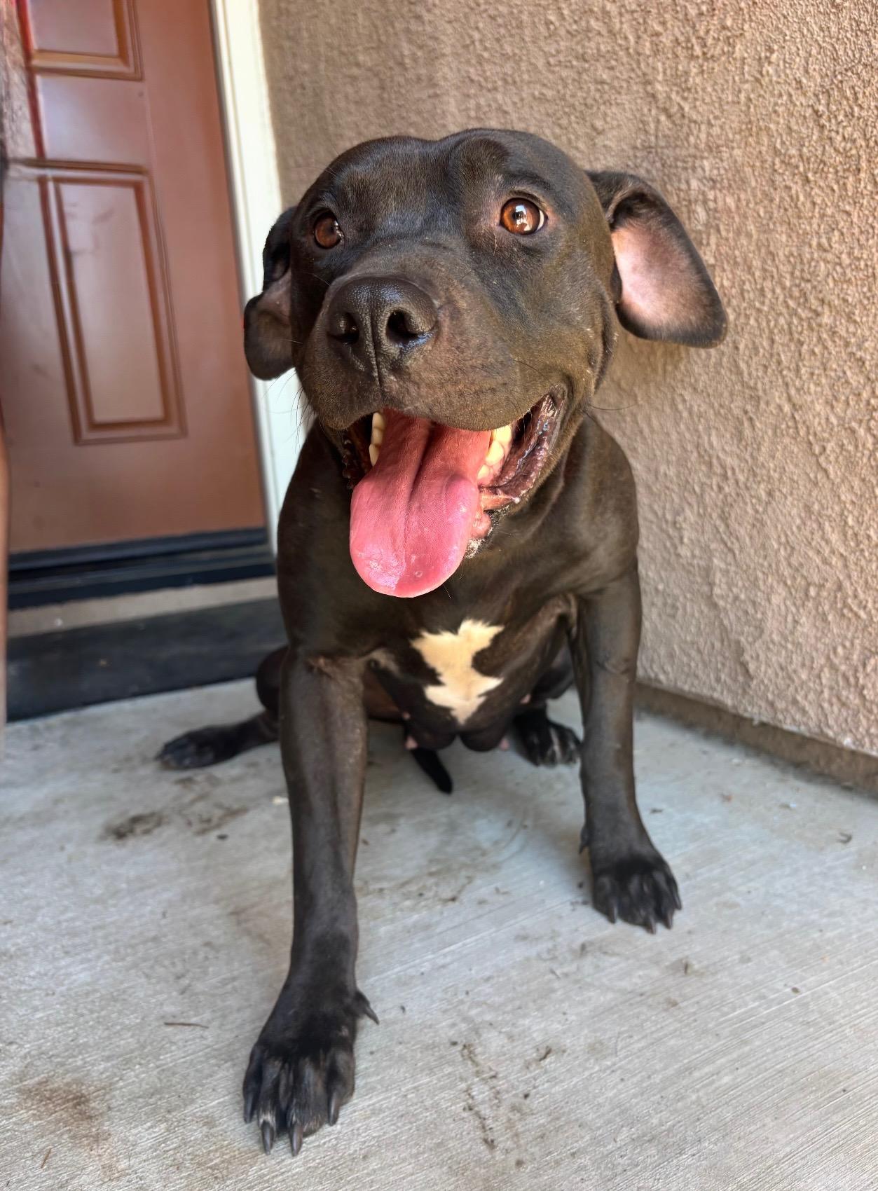 Enlarge LOUISE, a Adoptable Pit Bull Terrier in Portland , OR image 1/3