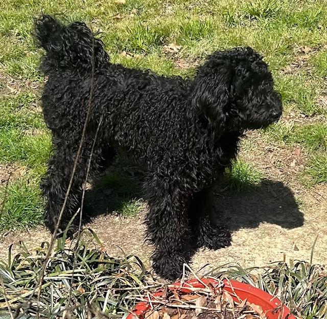 Enlarge Ruthie, a ADOPTABLE Standard Poodle in Memphis, TN image 3/4