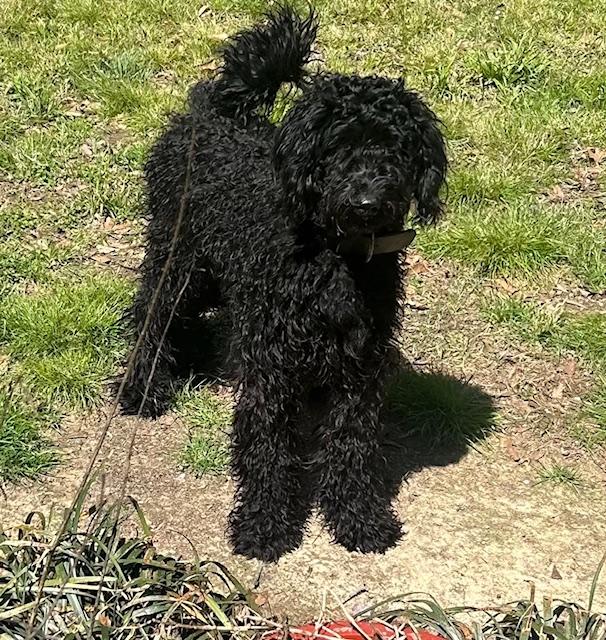 Enlarge Ruthie, a ADOPTABLE Standard Poodle in Memphis, TN image 4/4