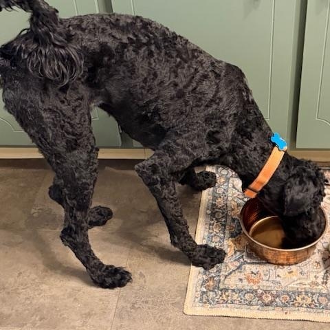 Enlarge Ruthie, a ADOPTABLE Standard Poodle in Memphis, TN image 2/4