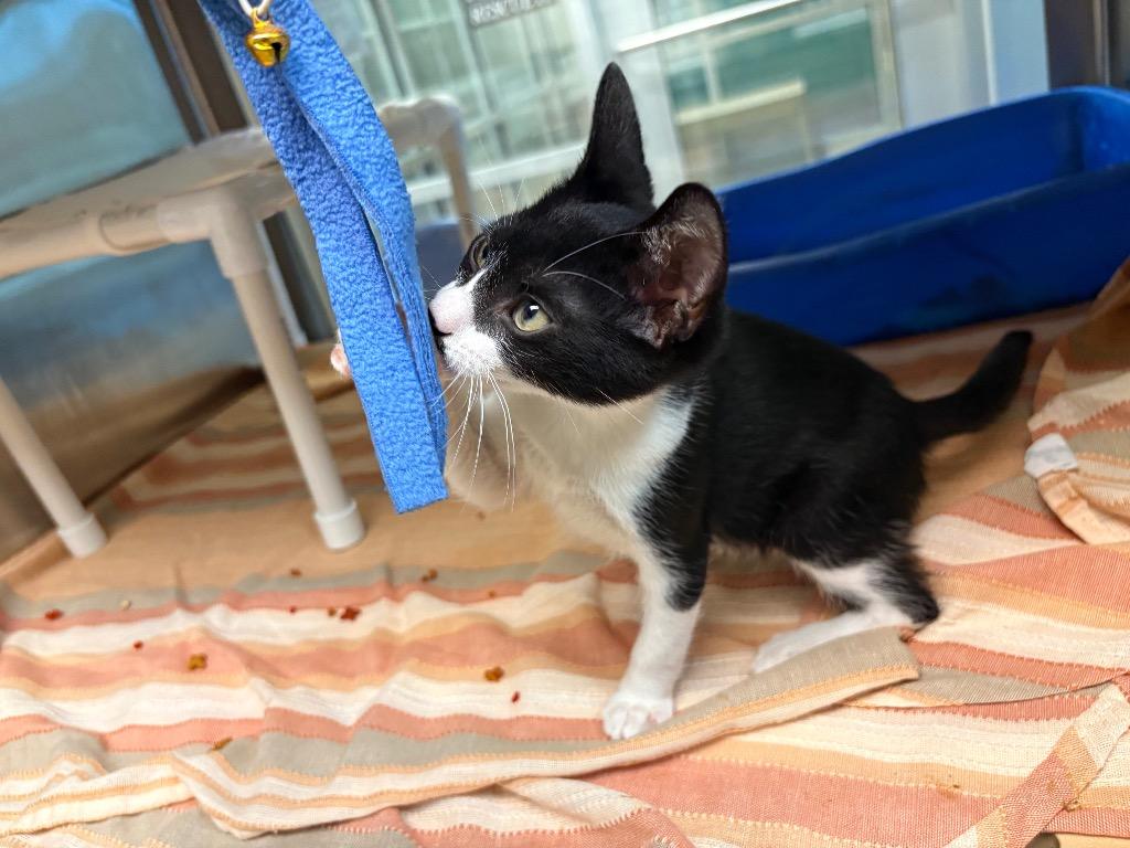 Kristoff, a Adoptable mixed breed in Seguin, TX image 1/3