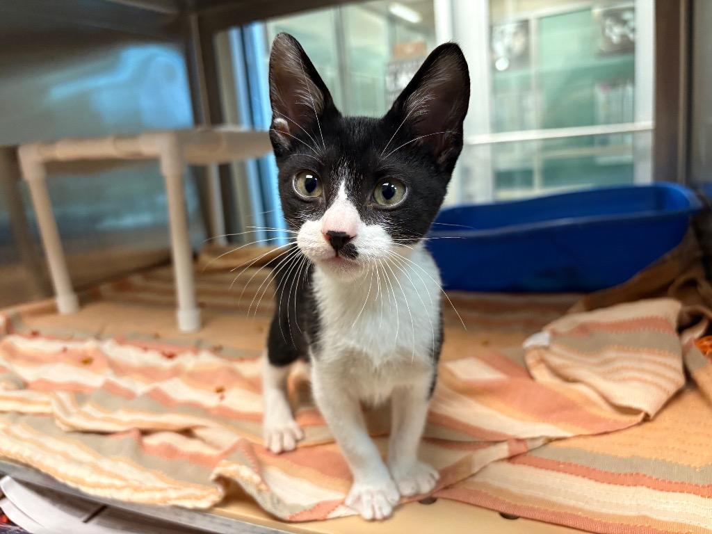 Kristoff, a Adoptable mixed breed in Seguin, TX image 2/3