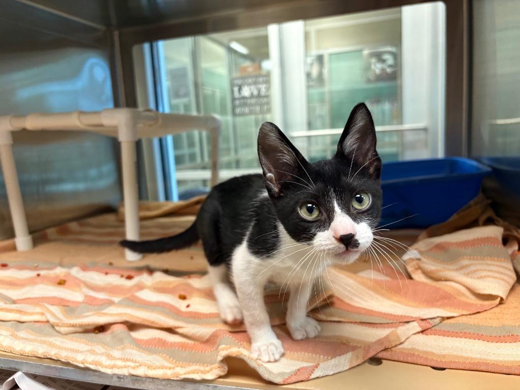 Kristoff, a Adoptable mixed breed in Seguin, TX image 3/3