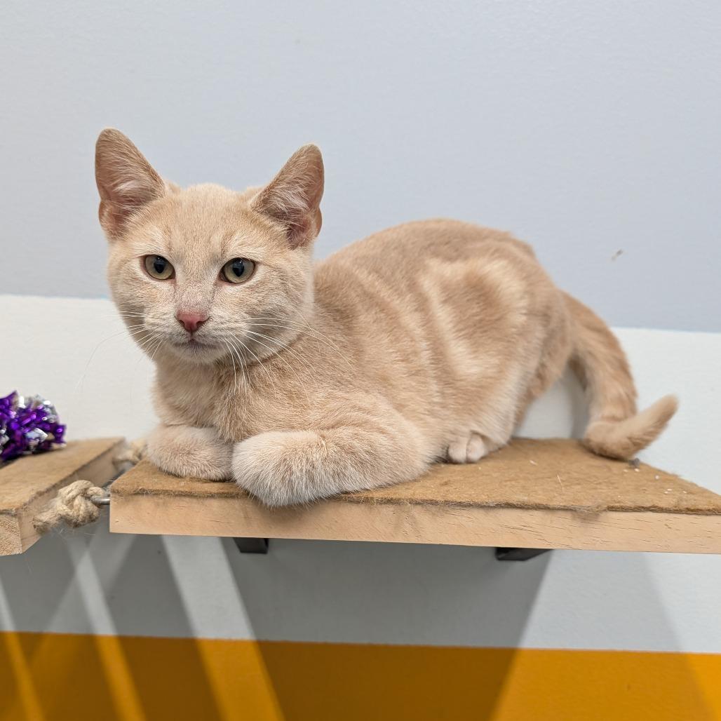 Fungle, ADOPTABLE, Kitten Male Domestic Short Hair.
