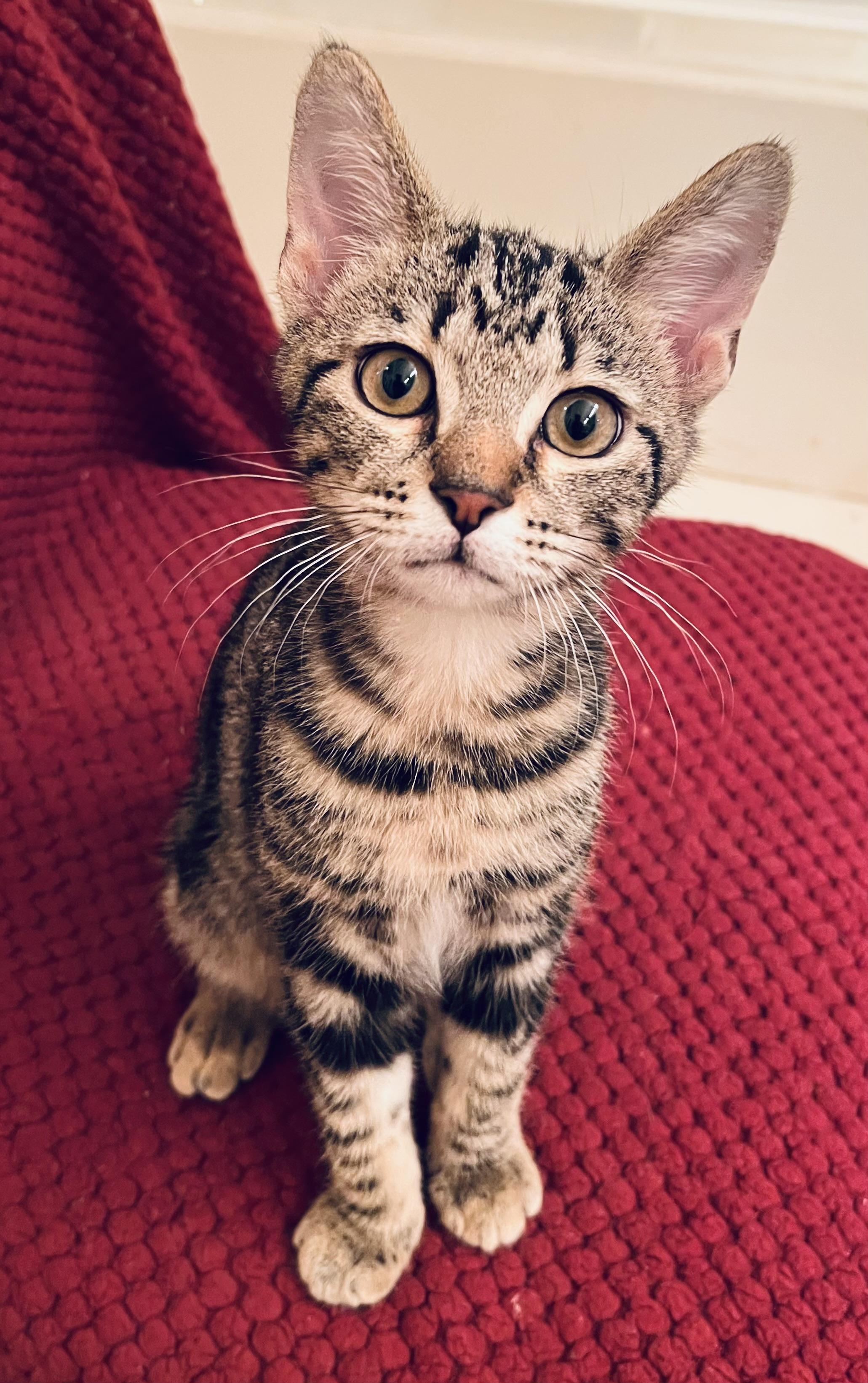 Bentley, a Adoptable Domestic Short Hair in Houston, TX image 1/3