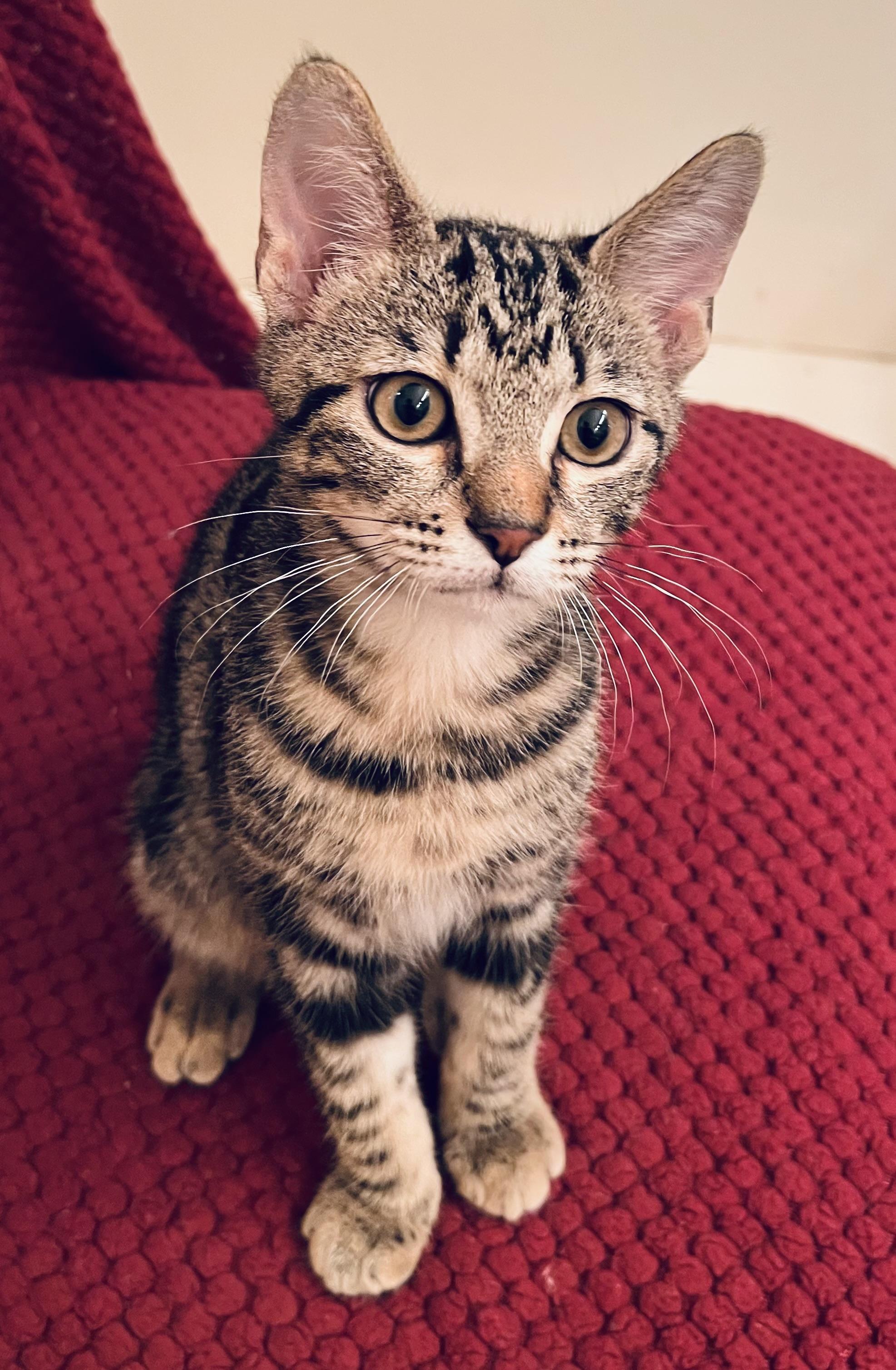 Bentley, a Adoptable Domestic Short Hair in Houston, TX image 2/3