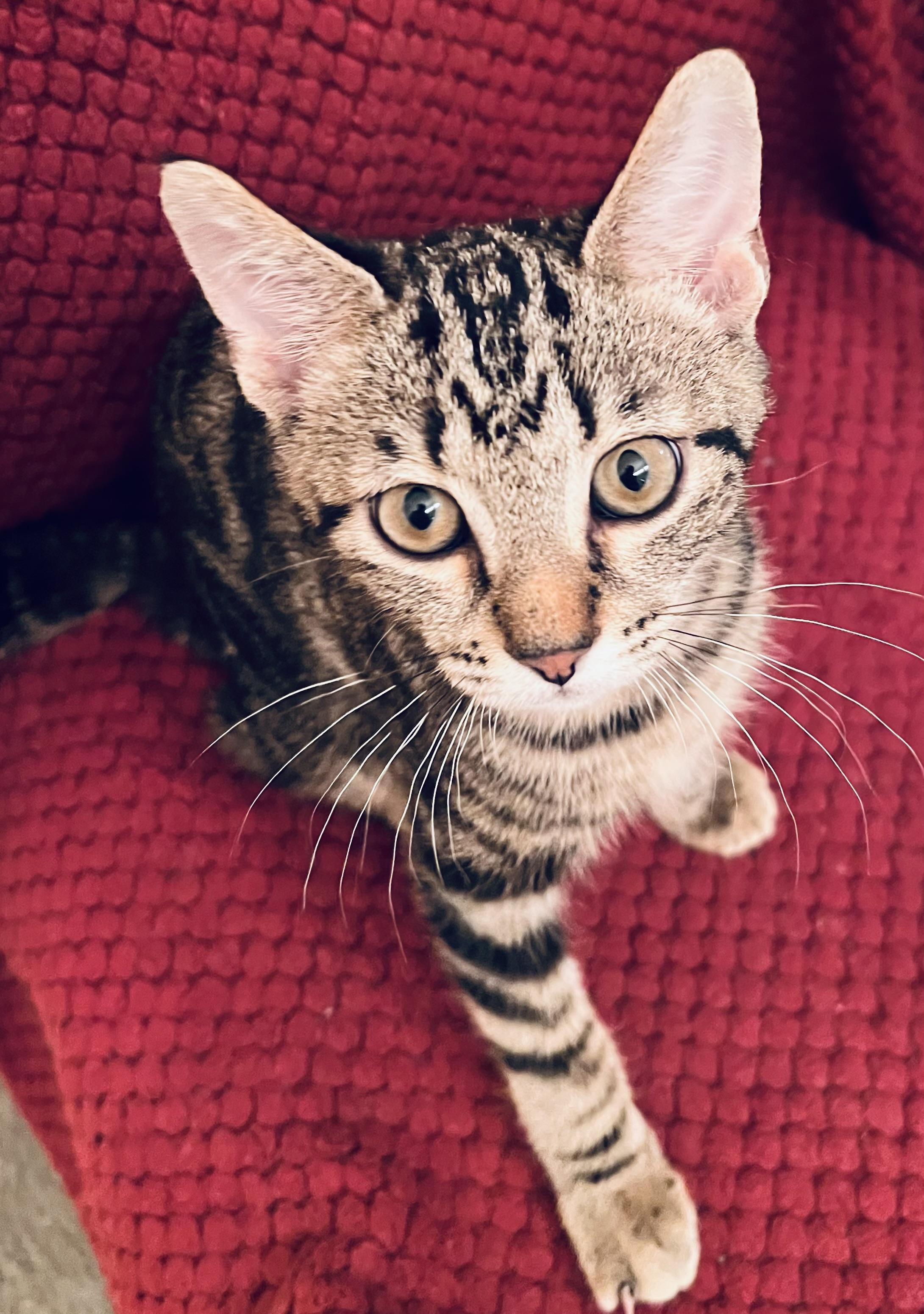 Bentley, a Adoptable Domestic Short Hair in Houston, TX image 3/3