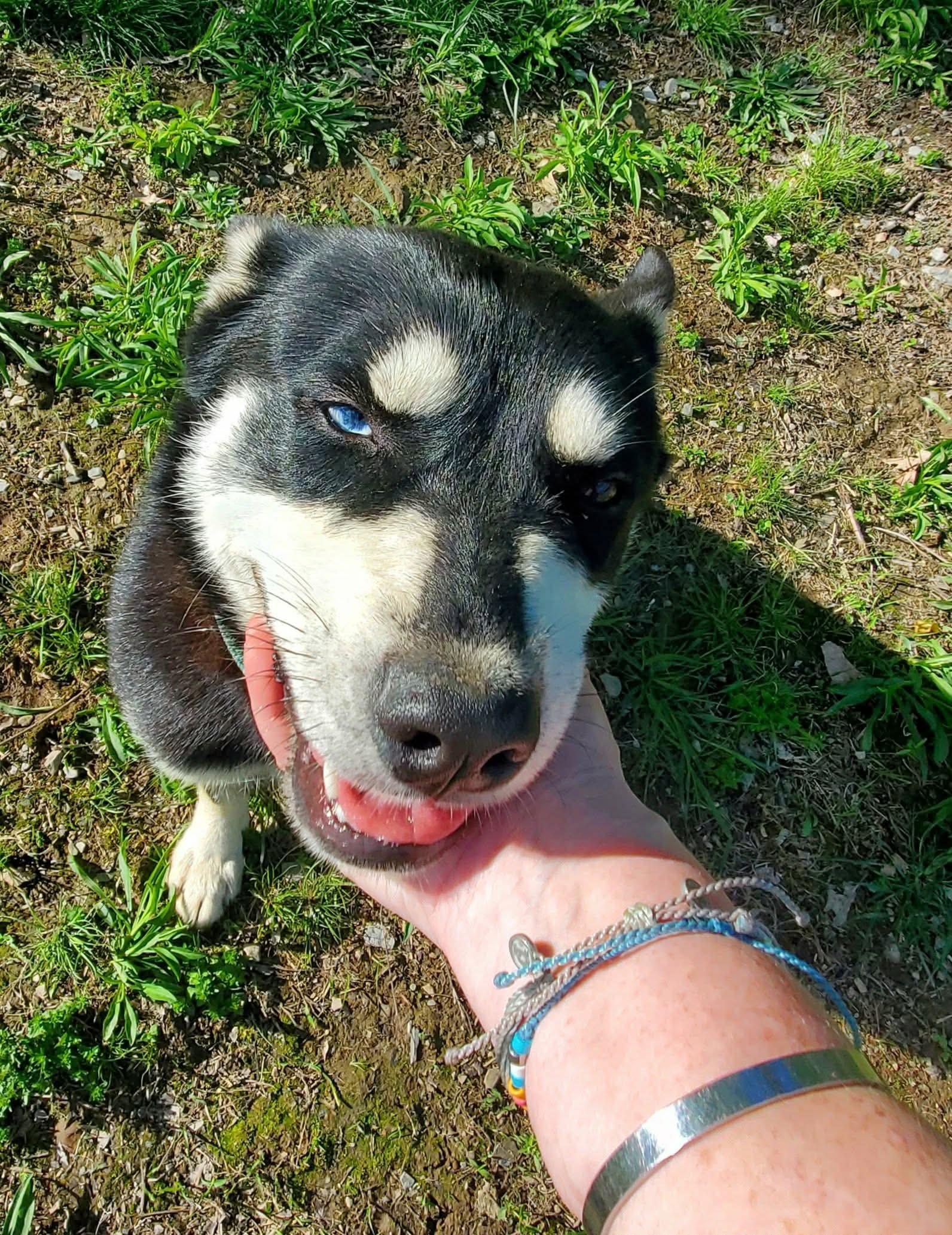 Theodora , an adopted mixed breed in Argyle, NY image 5/6