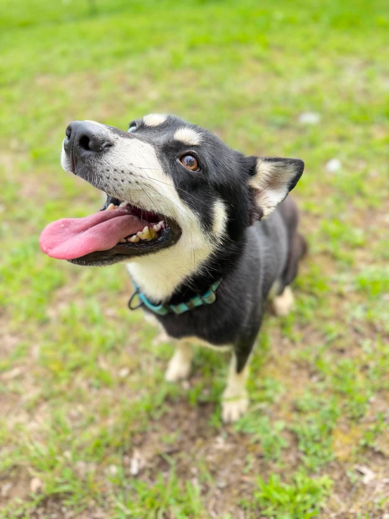 Theodora , an adopted mixed breed in Argyle, NY image 2/6