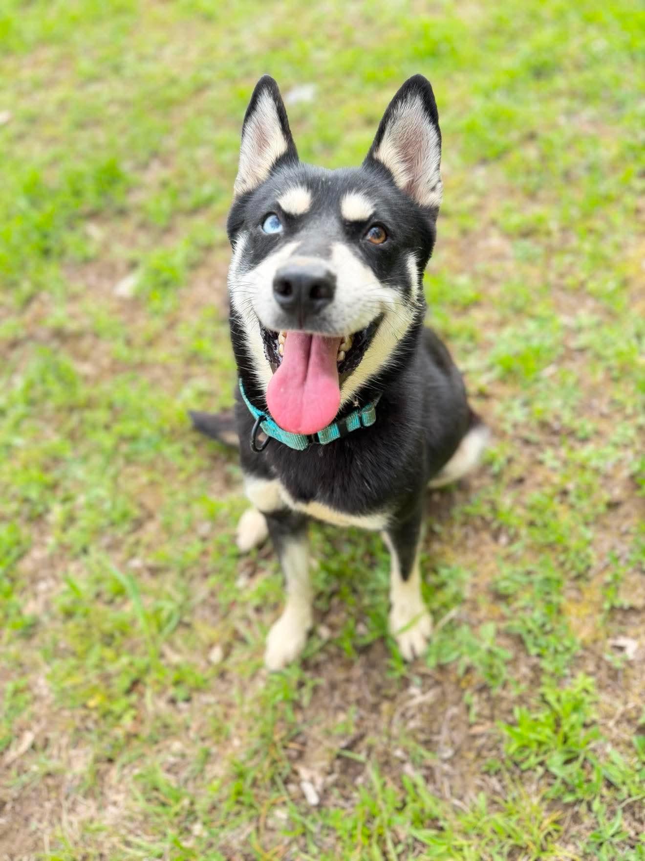 Theodora , an adopted mixed breed in Argyle, NY image 3/6
