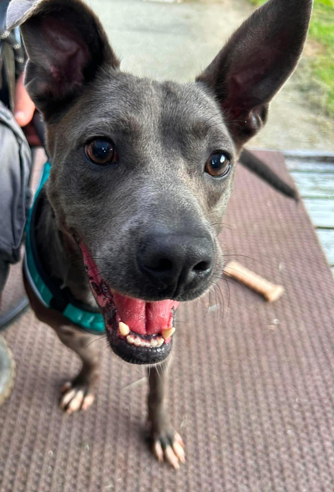 Enchilada, ADOPTABLE, Adult Male Mixed Breed.