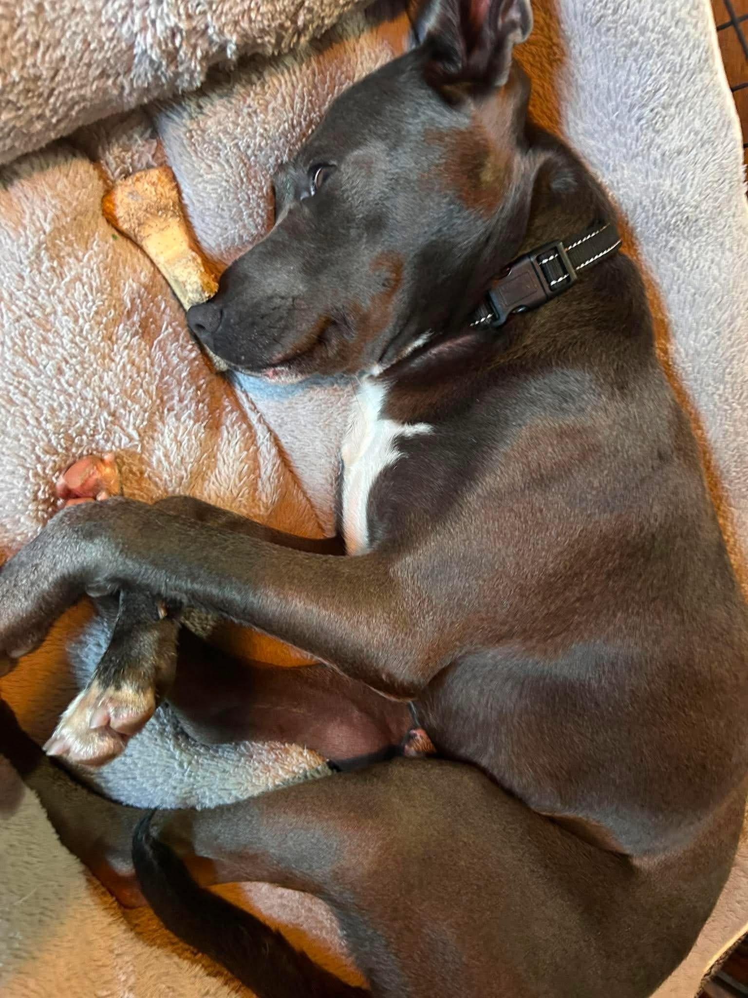 Enlarge Enchilada, a ADOPTABLE mixed breed in St. Albans, VT image 4/4