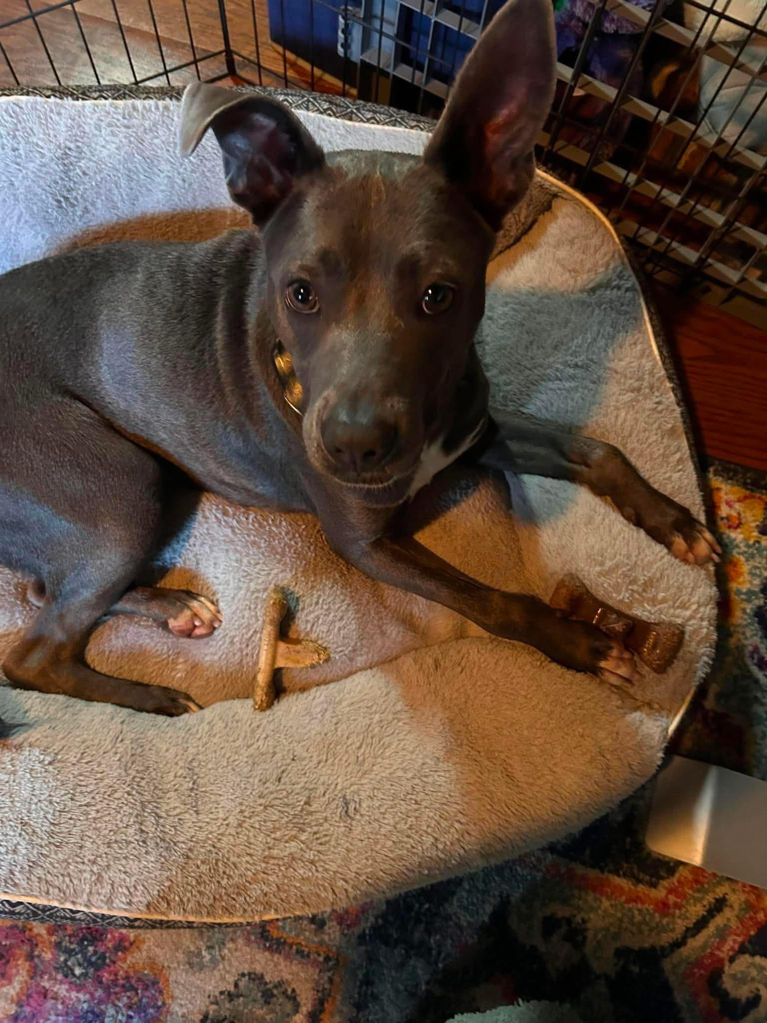 Enlarge Enchilada, a ADOPTABLE mixed breed in St. Albans, VT image 2/4
