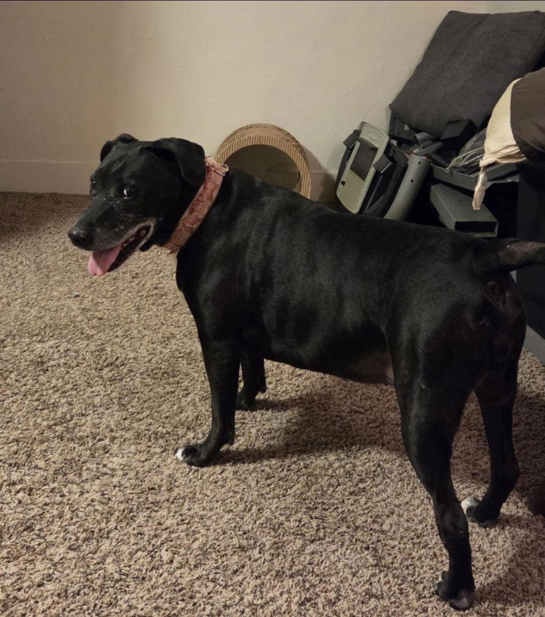 Enlarge Minnie, a Adoptable Labrador Retriever in Fort Collins, CO image 1/3
