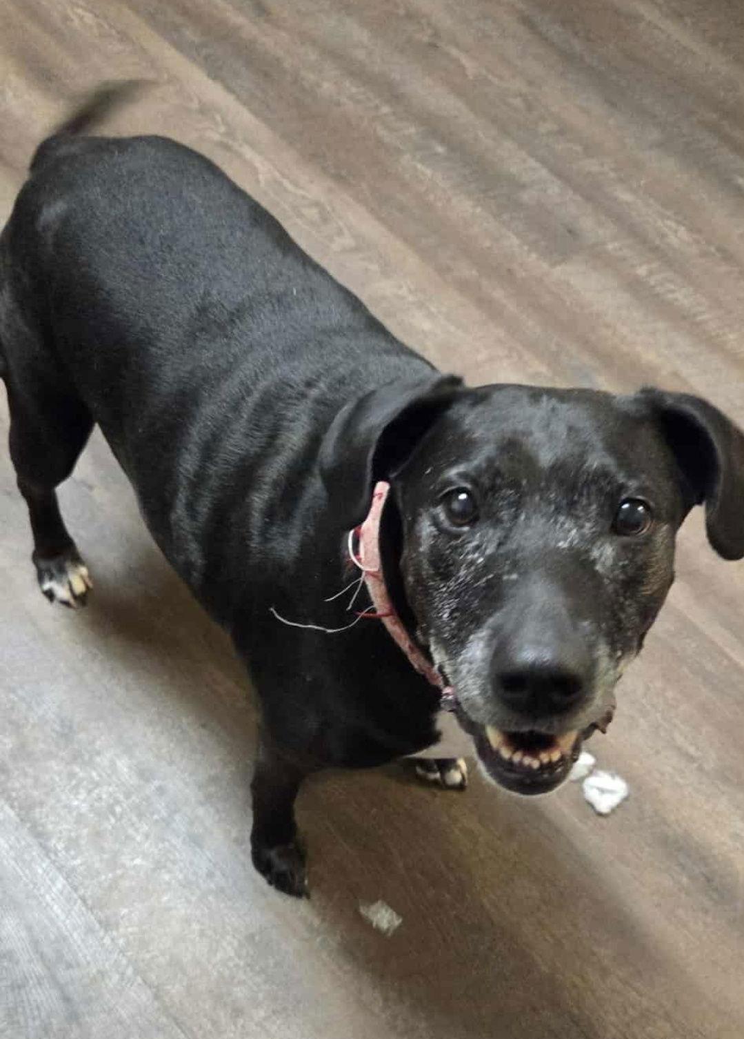 Enlarge Minnie, a Adoptable Labrador Retriever in Fort Collins, CO image 2/3