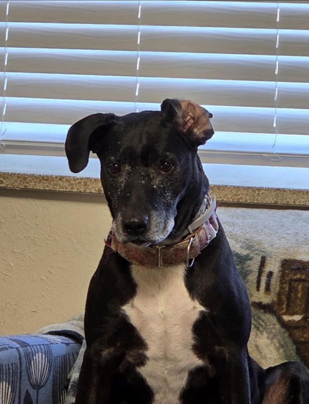 Enlarge Minnie, a Adoptable Labrador Retriever in Fort Collins, CO image 3/3