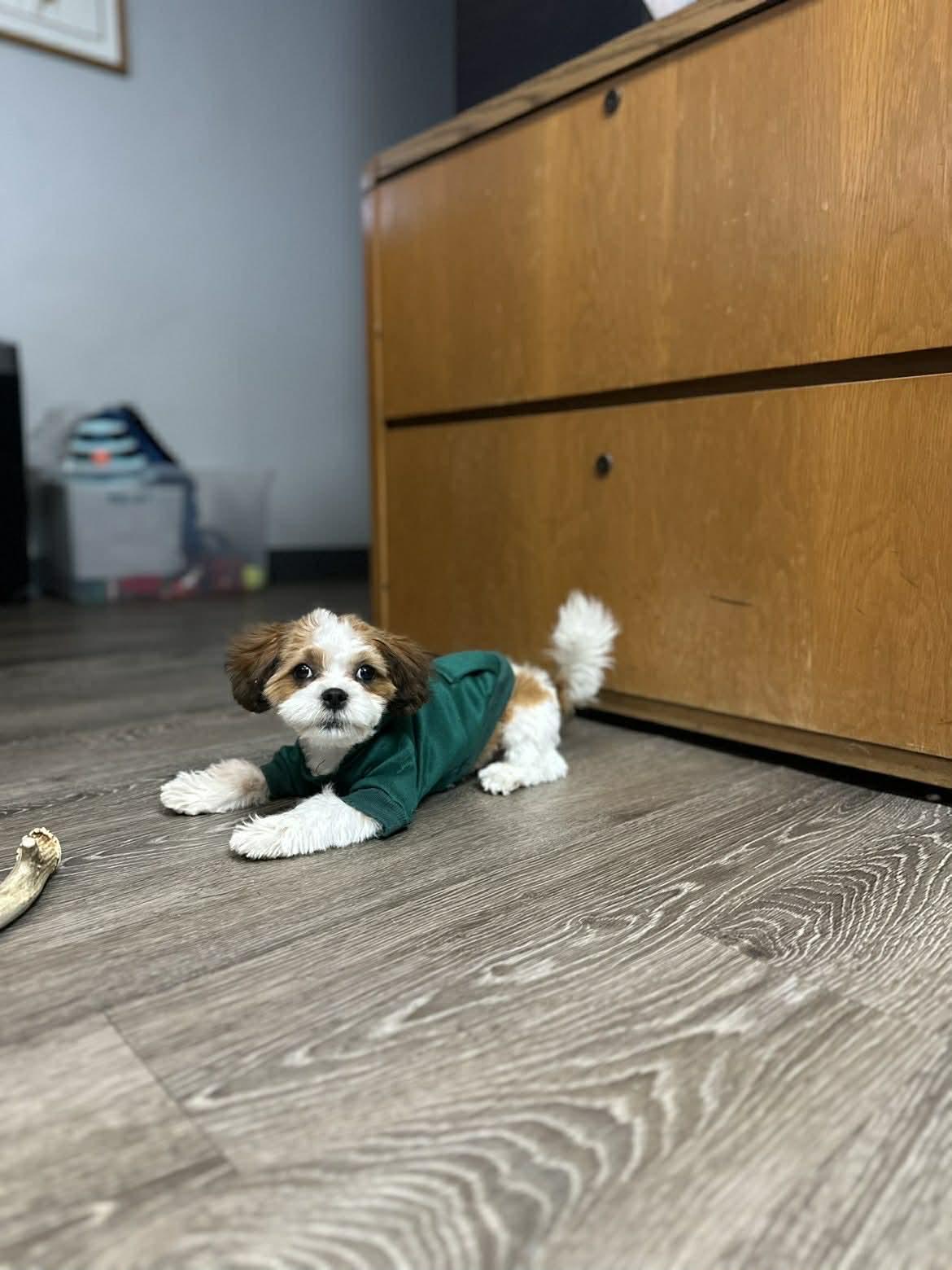 Mabel, Adopted, Young Female Shih Tzu.