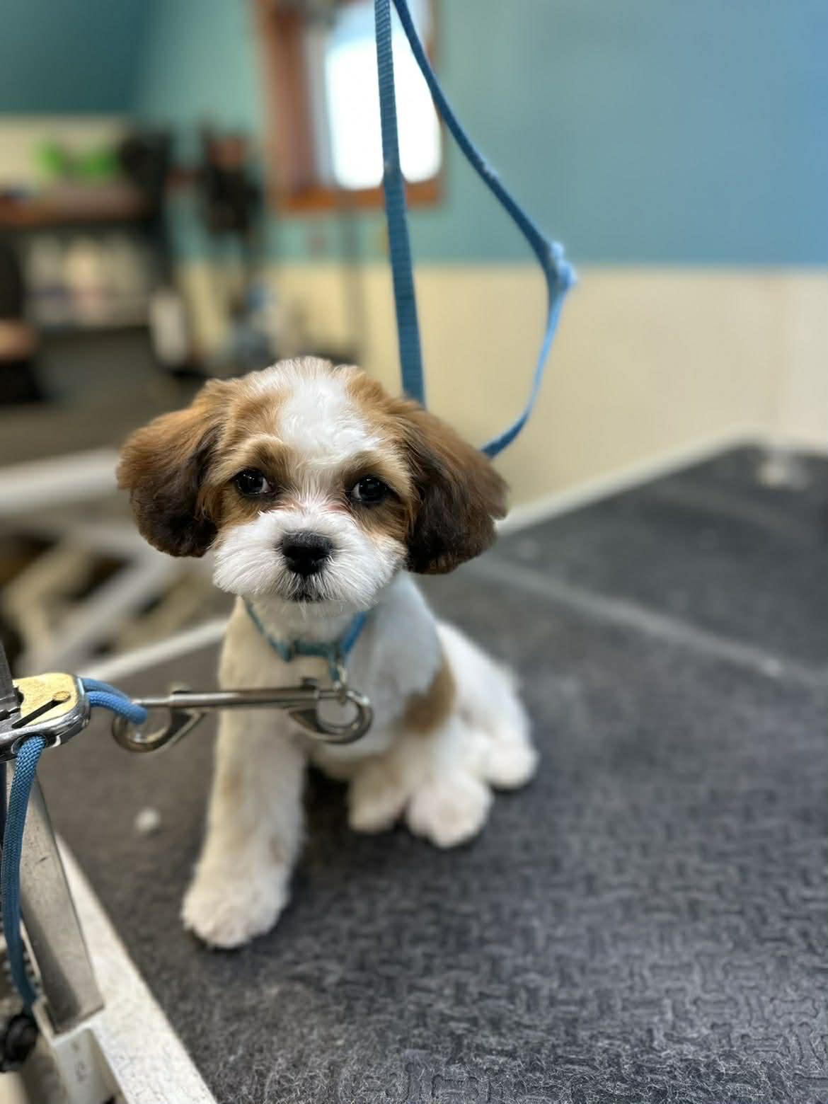Enlarge Mabel, a Adopted Shih Tzu in Cedar Rapids, IA image 2/2
