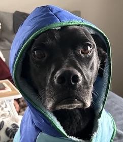 Smudge, Adoptable, Adult Male Labrador Retriever.