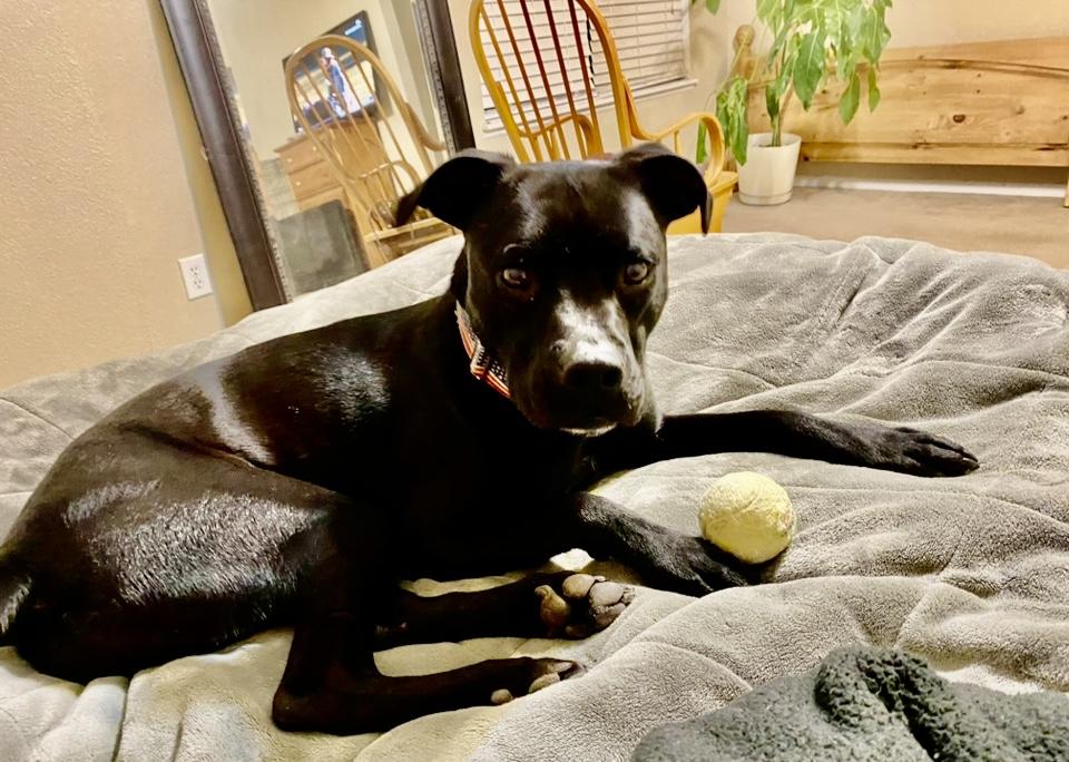 Enlarge Smudge, a Adoptable mixed breed in San Luis, CO image 1/6