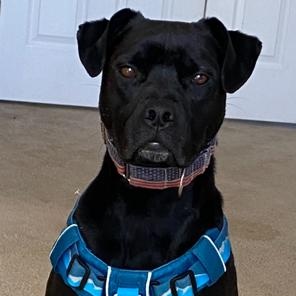 Enlarge Smudge, a Adoptable mixed breed in San Luis, CO image 2/6