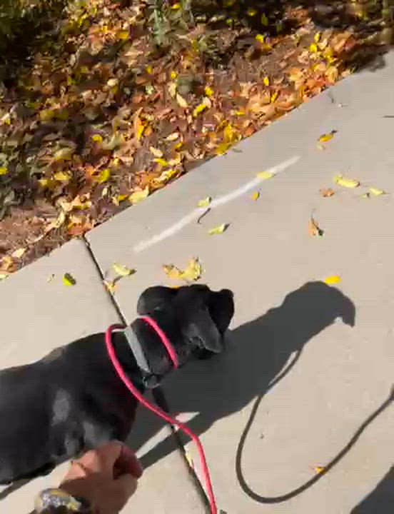 Enlarge Smudge, a Adoptable mixed breed in San Luis, CO video 3/6