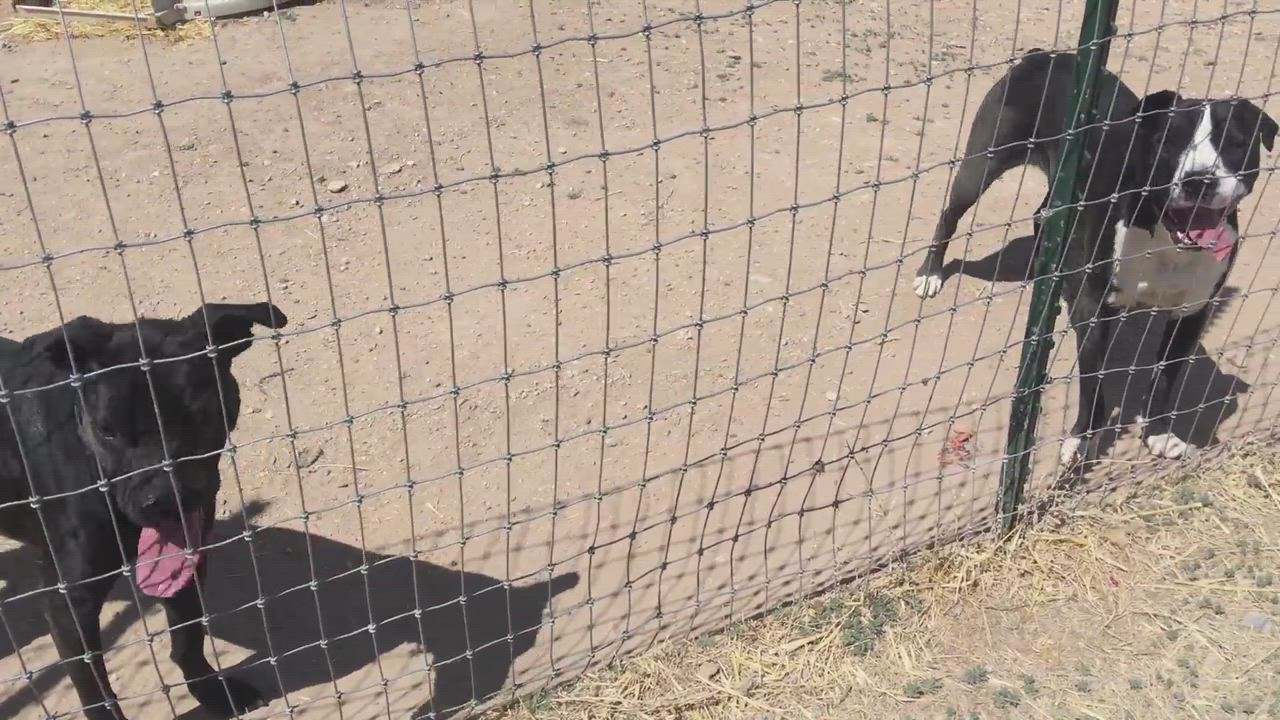 Enlarge Smudge, a Adoptable mixed breed in San Luis, CO video 4/6