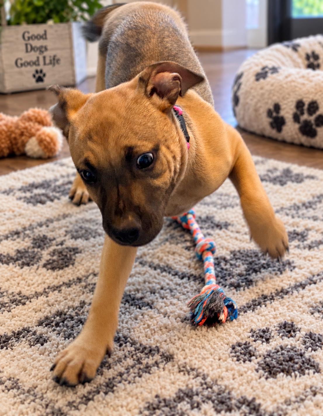 Enlarge Sienna, a Adoptable mixed breed in Brattleboro, VT image 3/6