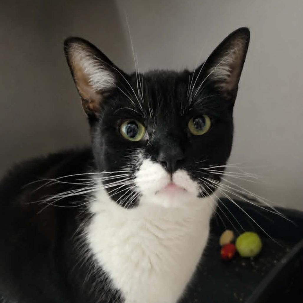 Cherry Blossom, Adoptable, Adult Female Domestic Short Hair.