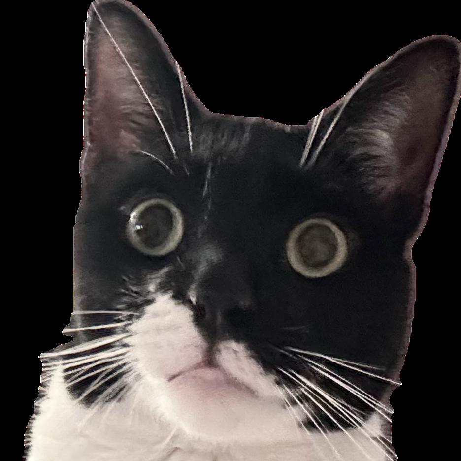 Enlarge Cherry Blossom, a Adoptable Domestic Short Hair in Salisbury, MA image 2/2