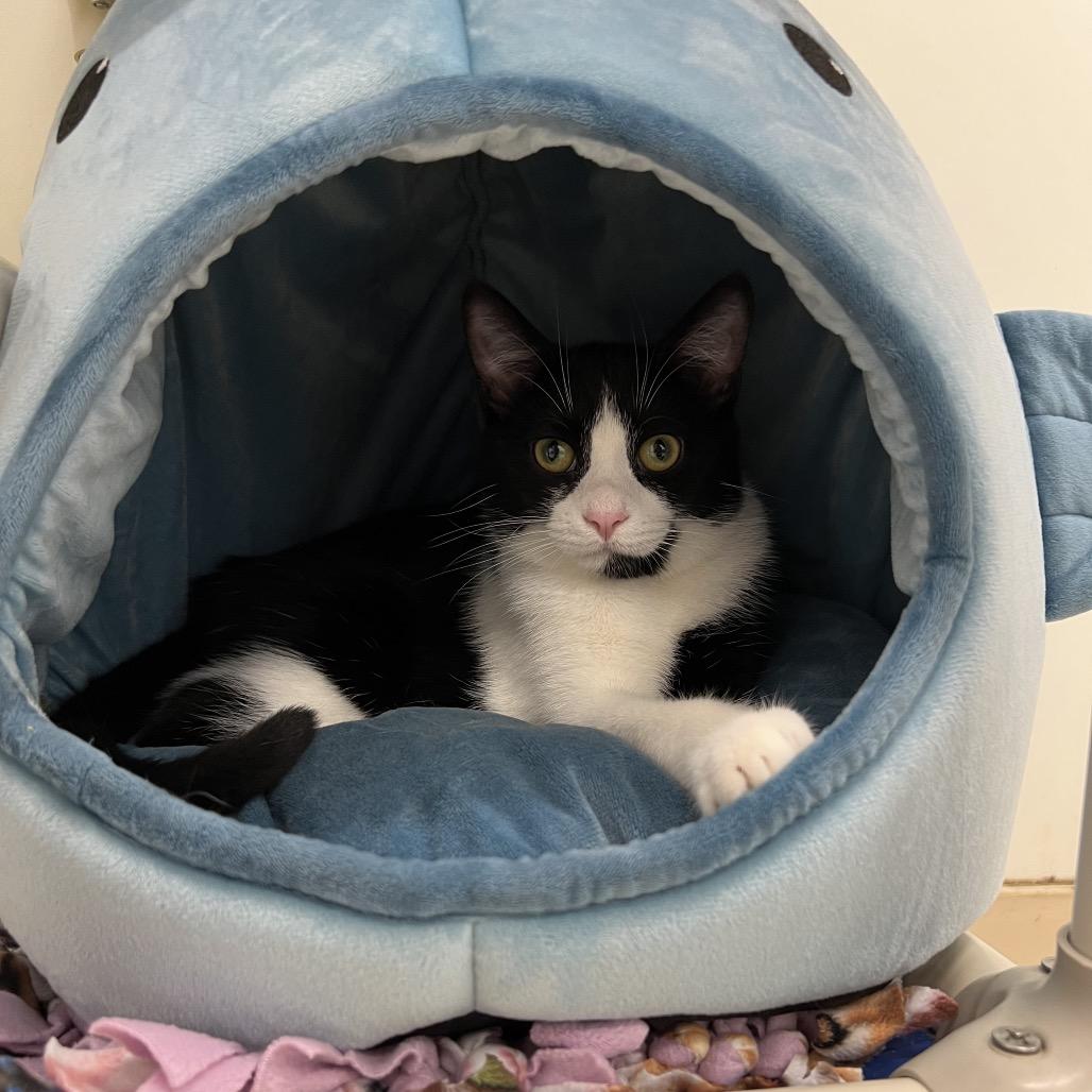 Enlarge Eloise, a Adoptable Domestic Short Hair in Delaware, OH image 2/6
