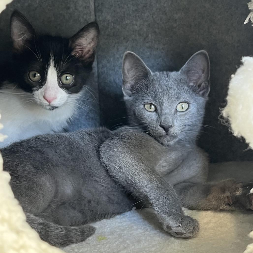 Enlarge Eloise, a Adoptable Domestic Short Hair in Delaware, OH image 3/6