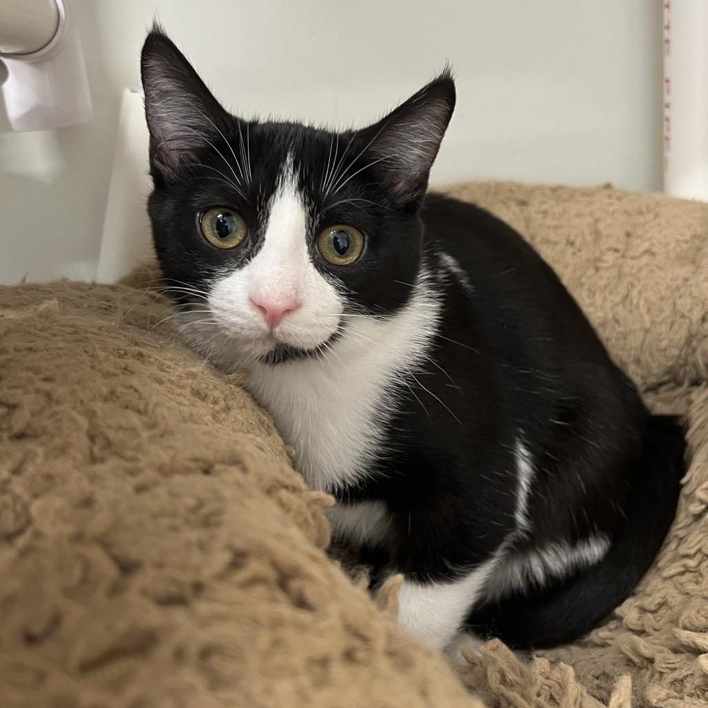 Enlarge Eloise, a Adoptable Domestic Short Hair in Delaware, OH image 4/6
