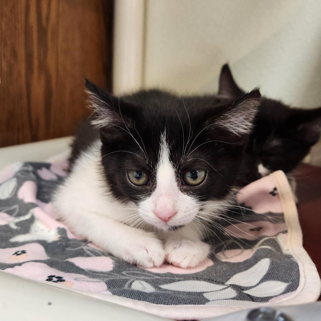Enlarge Eloise, a Adoptable Domestic Short Hair in Delaware, OH image 5/6