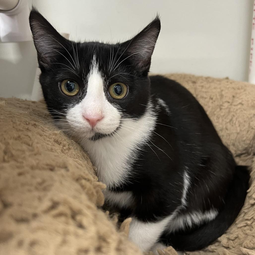 Enlarge Eloise, a Adoptable Domestic Short Hair in Delaware, OH image 6/6