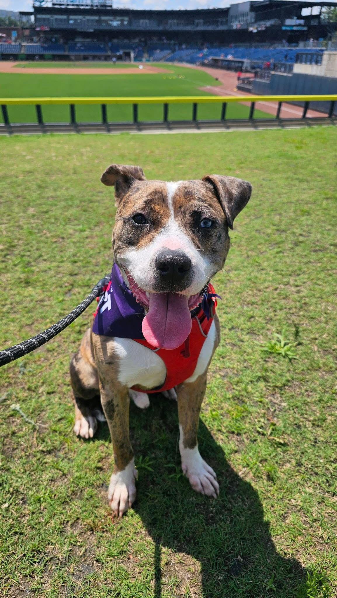 Bacci, Adopted, Adult Male Staffordshire Bull Terrier.