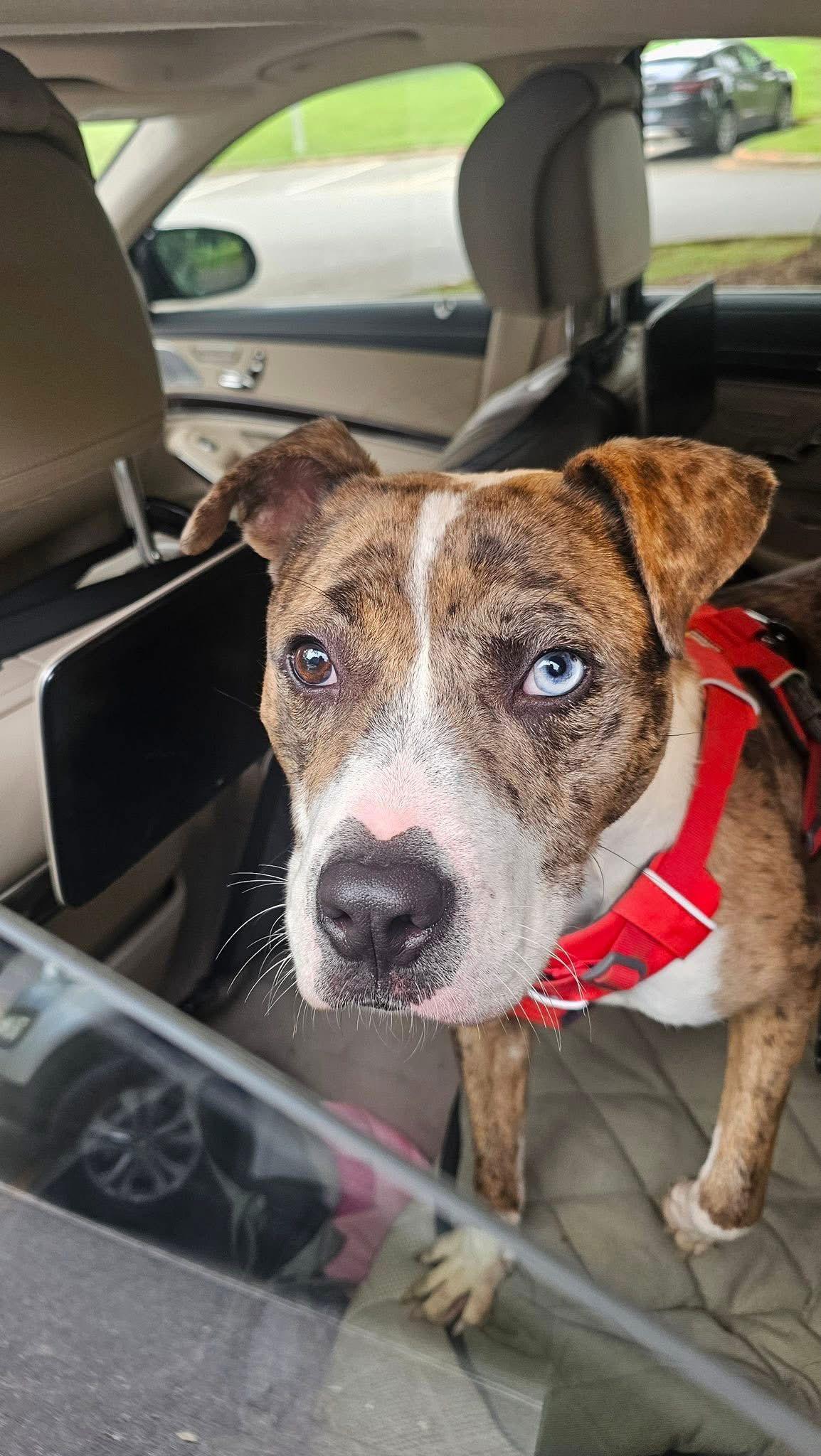 Bacci, a Adopted Staffordshire Bull Terrier in Mint Hill, NC image 2/3