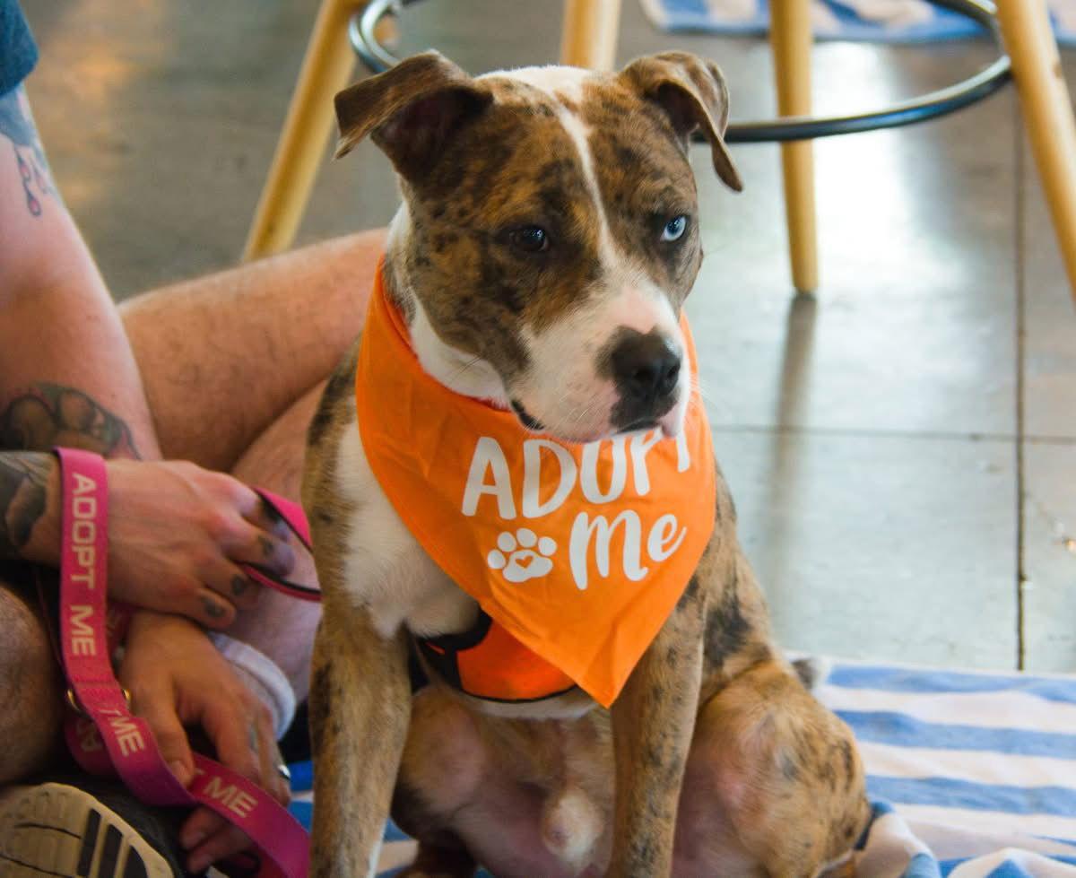 Bacci, a Adopted Staffordshire Bull Terrier in Mint Hill, NC image 3/3