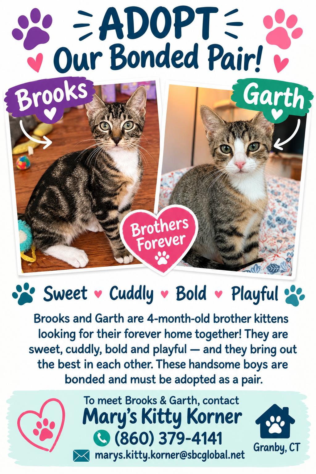 URGENT- Garth and Brooks, Adoptable, Kitten Male Domestic Short Hair.