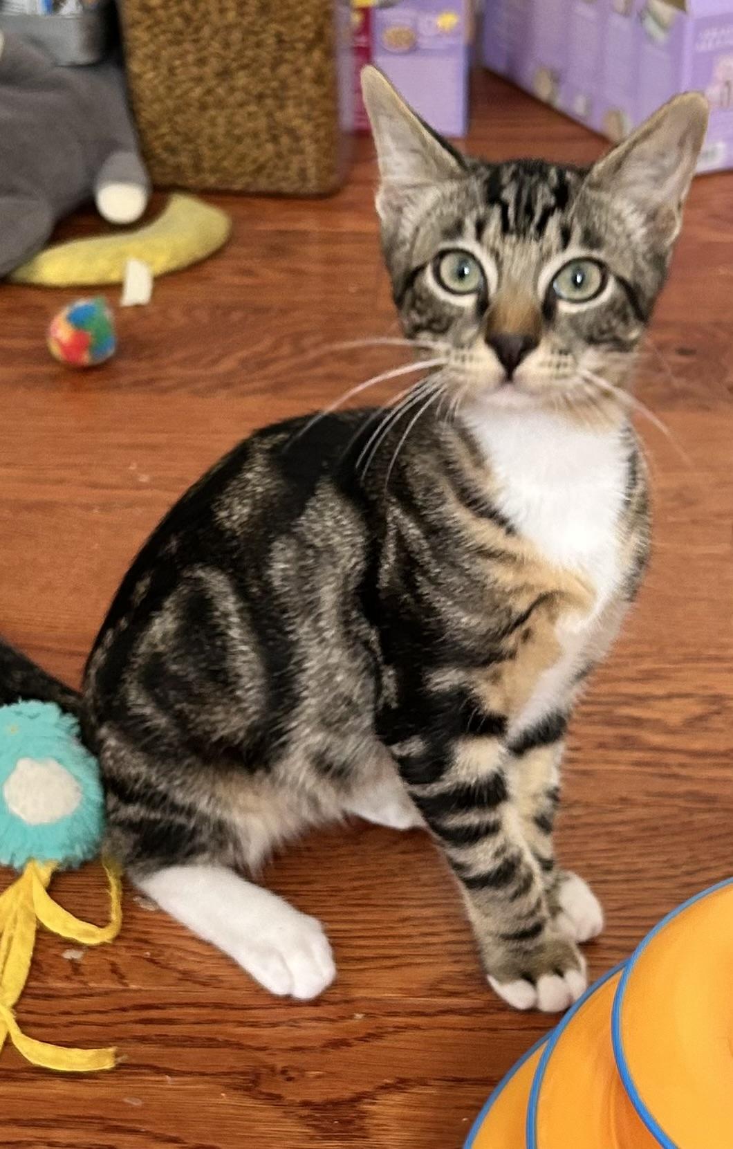Enlarge URGENT- Garth and Brooks, a Adoptable Domestic Short Hair in Granby, CT image 3/4