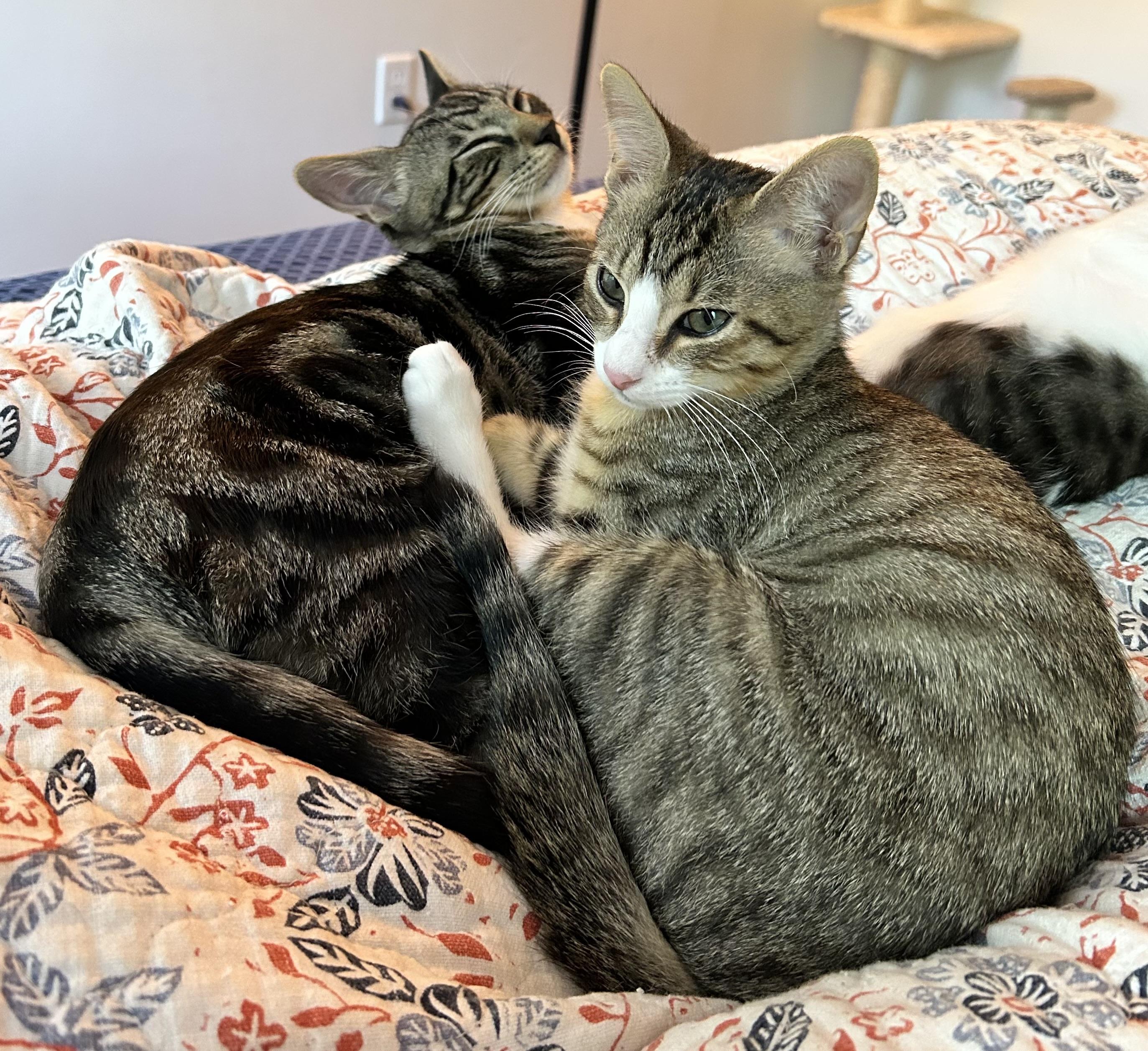 Enlarge URGENT- Garth and Brooks, a Adoptable Domestic Short Hair in Granby, CT image 4/4