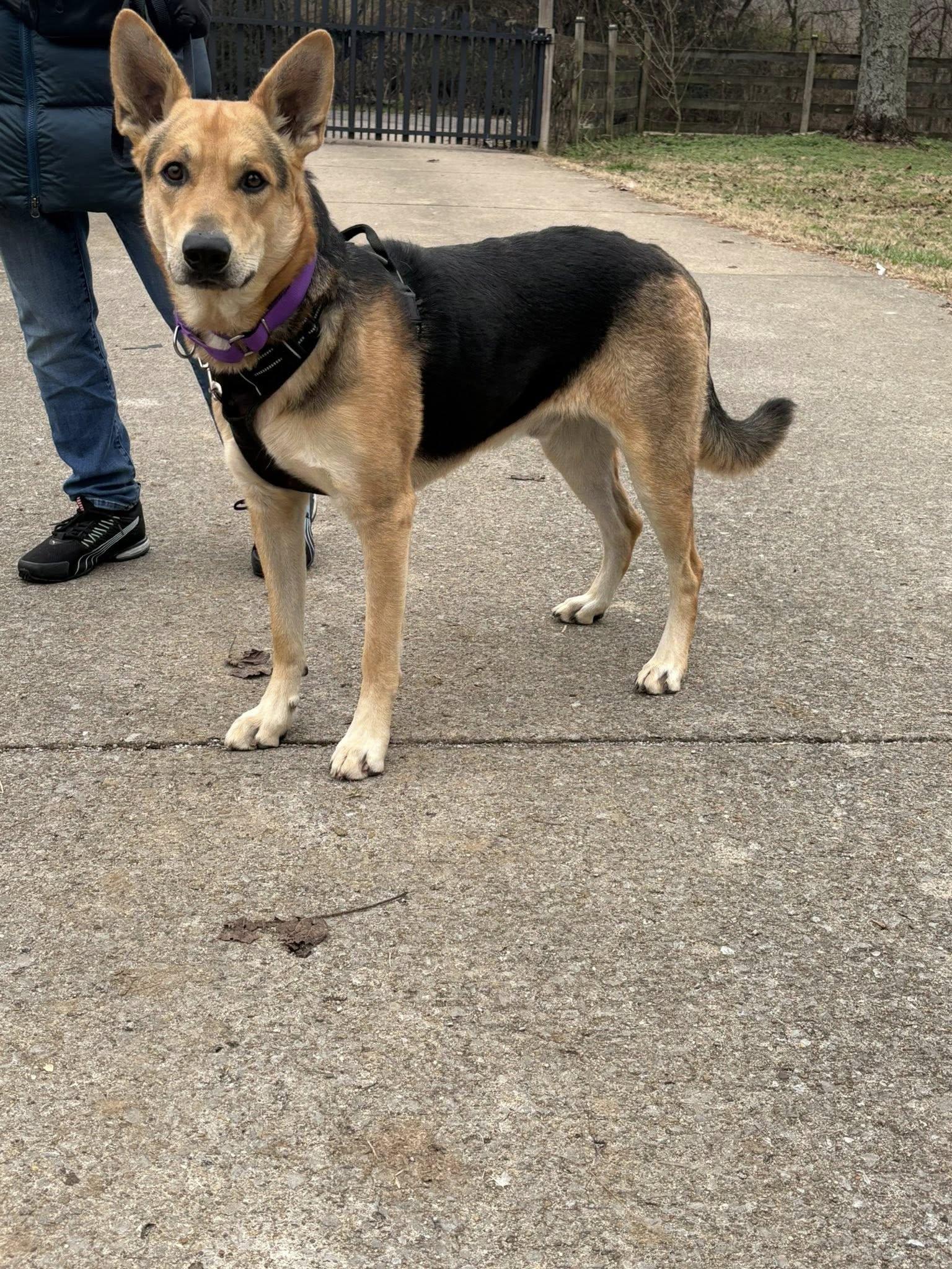 Remi, ADOPTABLE, Adult Male German Shepherd Dog.