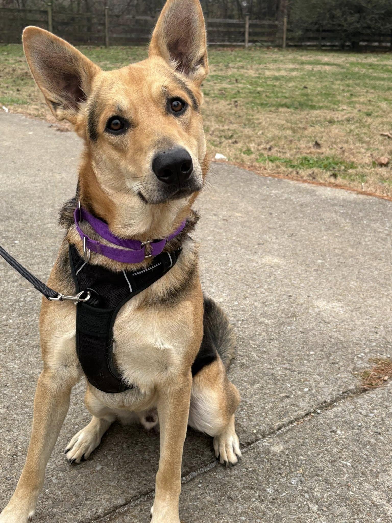 Enlarge Remi, an adopted mixed breed in Mount Juliet, TN image 2/3