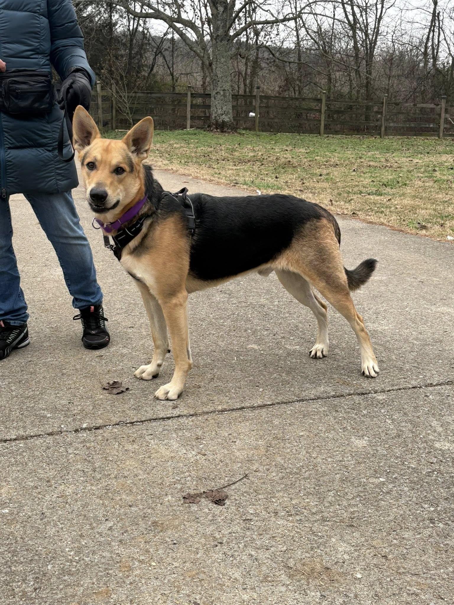 Enlarge Remi, an adopted mixed breed in Mount Juliet, TN image 3/3