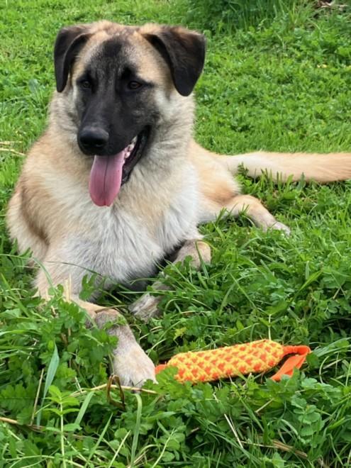 RAMBO, Adoptable, Young Male Anatolian Shepherd & Mixed Breed.