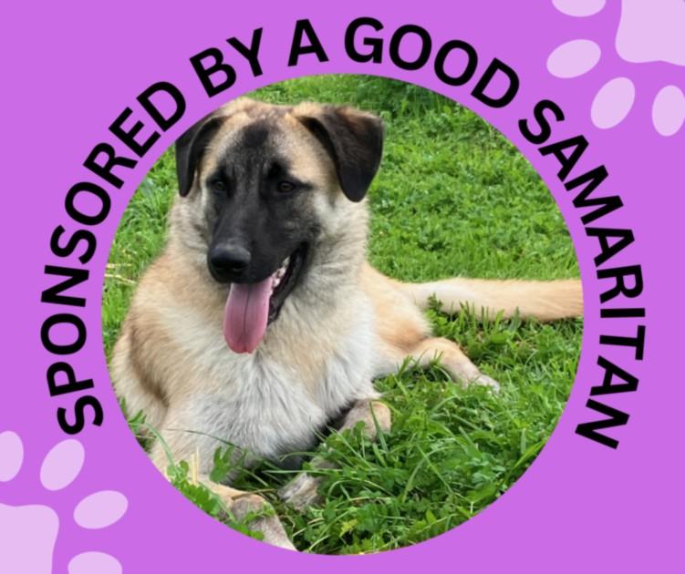 RAMBO, Adoptable, Young Male Anatolian Shepherd & Mixed Breed.
