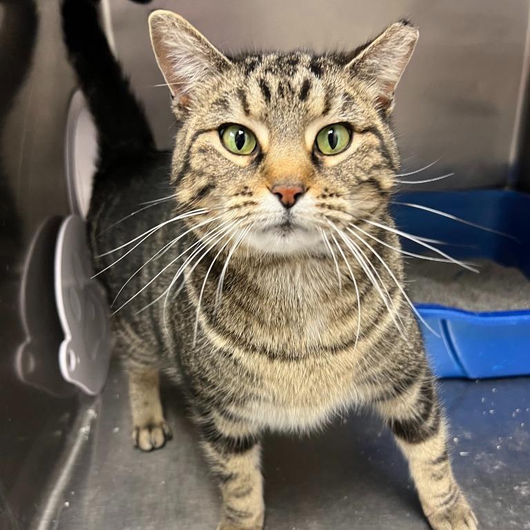 Enlarge Grady, a Adoptable Domestic Short Hair in Geneseo, IL image 1/1