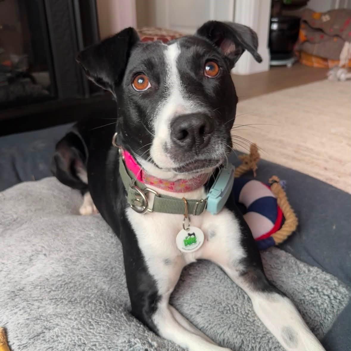 Enlarge Dixi, a Adoptable mixed breed in Mississauga, ON image 1/6